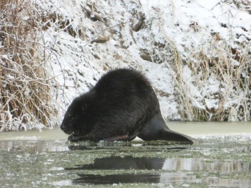 Zima w Spalskim Parku Krajobrazowym, 